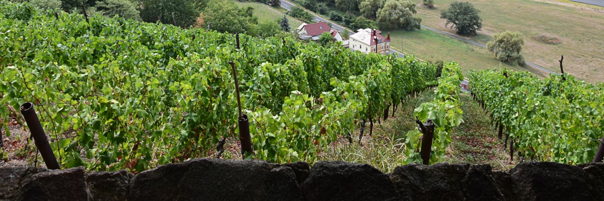 Meißner Weinberg mit reifenden Trauben im Sommer