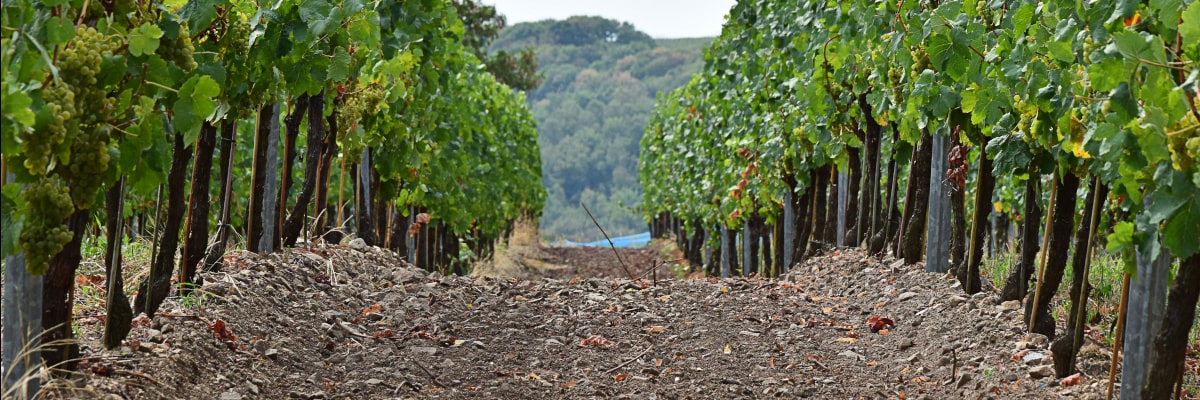 Weinreben in Meißen mit grünen Blättern und Trauben