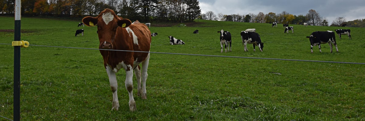 Kühe grasen auf einer grünen Sommerwiese im Erzgebirge