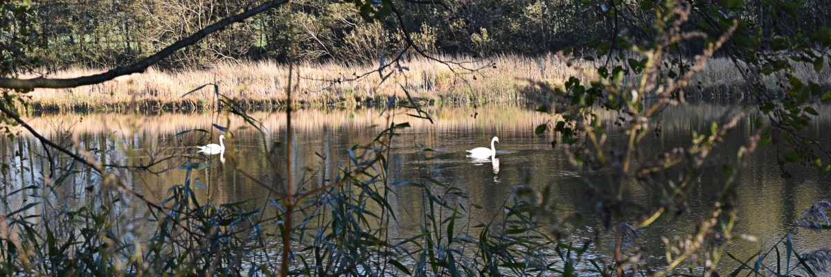 Zwei Schwäne schwimmen ruhig auf einem Teich
