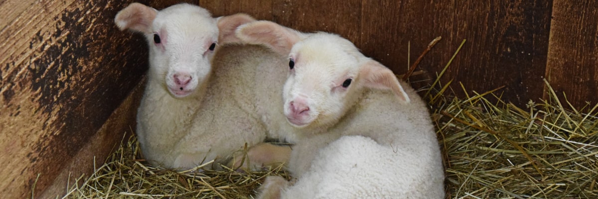 Zwei süße Lämmer auf einer Frühlingswiese im Erzgebirge