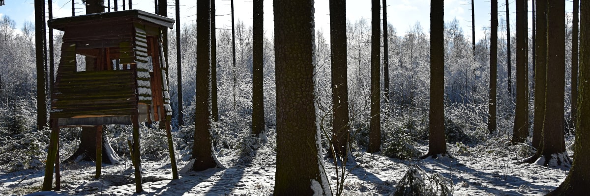 Kirchenbusch bei Großwaltersdorf im Winter