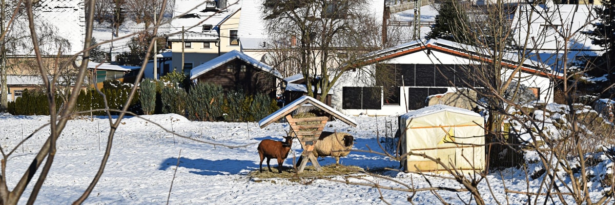 Wintertiere im Erzgebirge