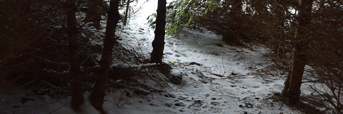 Winterlicher Waldweg